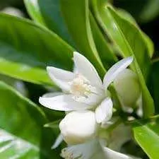 Neroli Pure Floral Absolute Oil